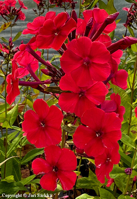 Phlox paniculata 'Red Riding Hood', syysleimu